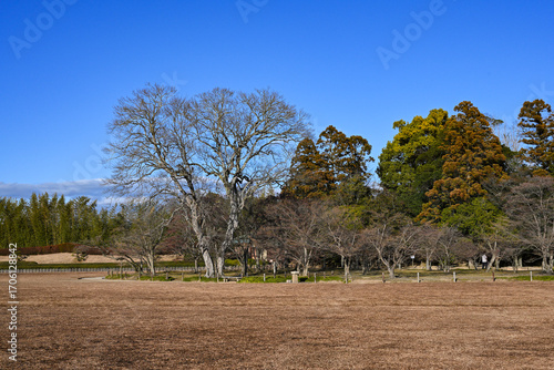 trees in the field