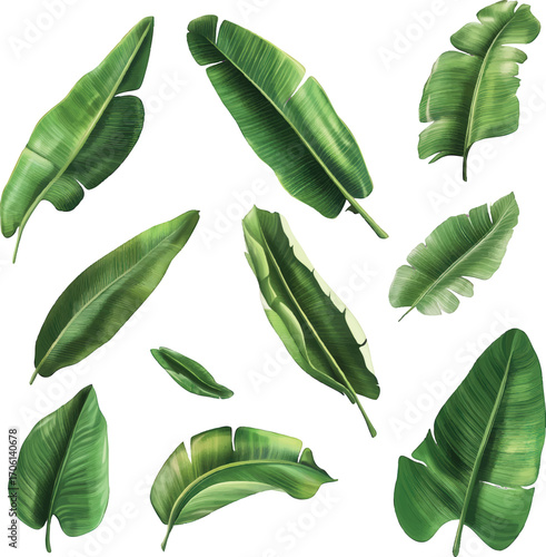 Assortment of Realistic Green Banana Leaves with Detailed Veins on a White Background Keywords: banana leaf, tropical, foliage, plant, nature, green, leaf