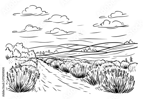 Endless lavender rows stretching across rolling hills under big sky, aromatic countryside field – hand drawn vector illustration