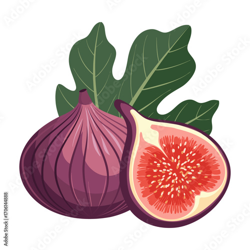 Fresh fig fruits with leaves. Sweet and juicy tropical fruit. Botanical illustration.