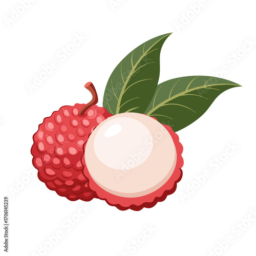 Fresh lychee. Sweet and juicy tropical fruit. Botanical illustration.