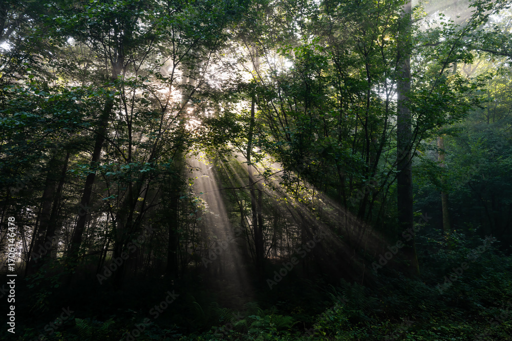 Obraz premium Sun harp in the forest, Ardennes, Olloy-sur-Viroin, Parc naturel Viroin Hermeton, Belgium