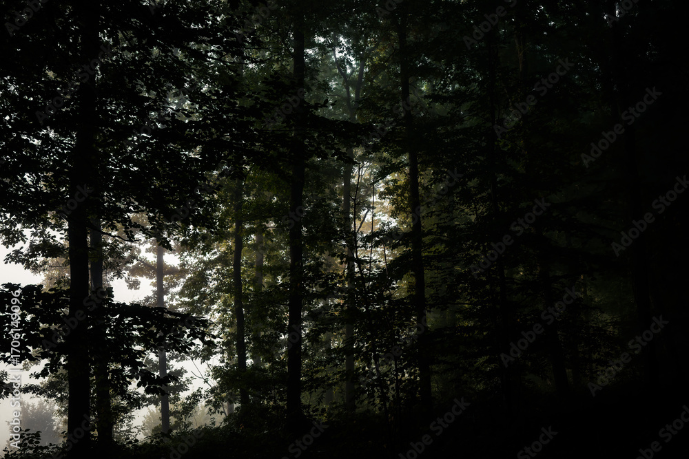 Obraz premium sunset in the forest, Mystic light at dawn, Olloy-sur-Viroin, Parc naturel Viroin Hermeton, Belgium 