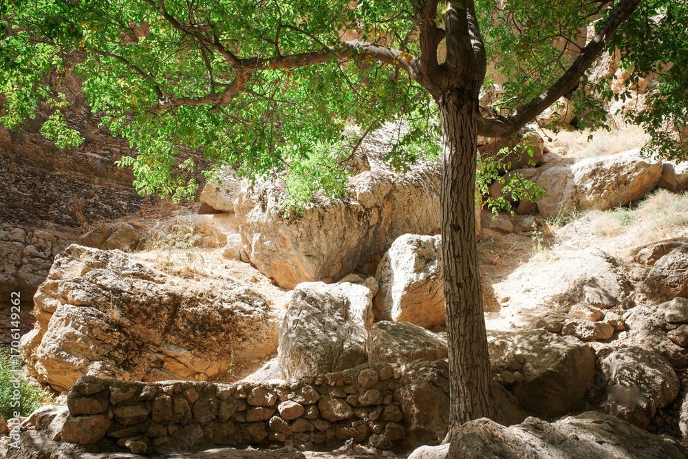 Fototapeta premium Tree and rocks in a sunlit canyon