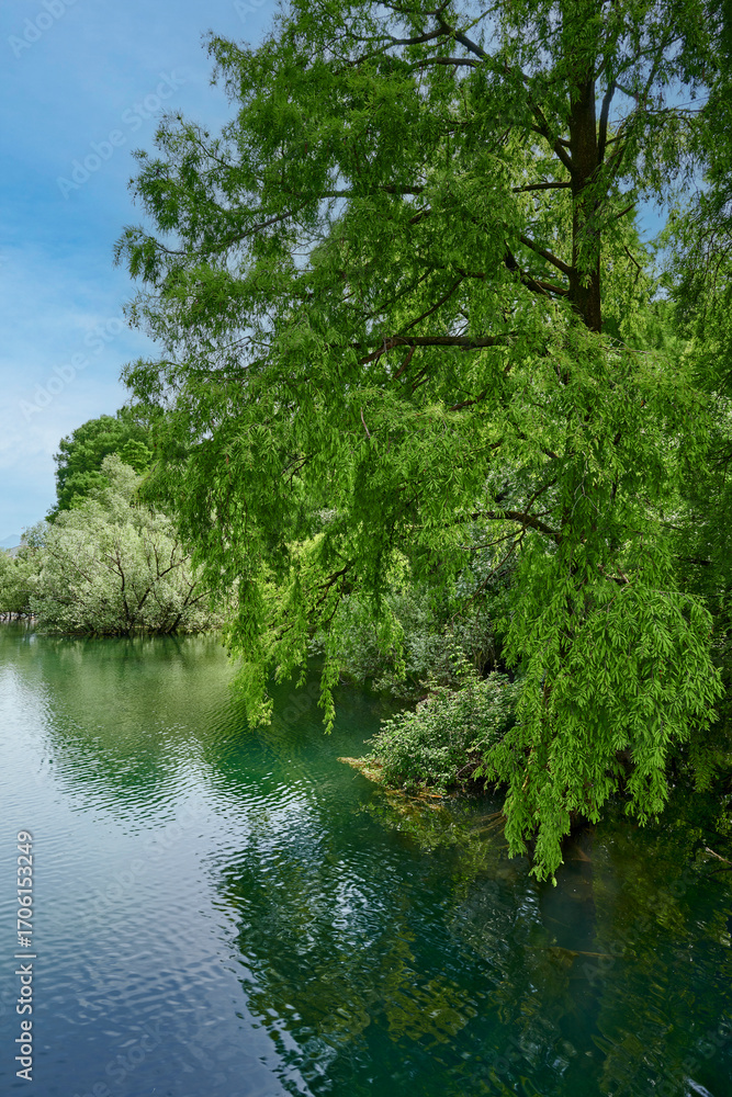 Fototapeta premium parco