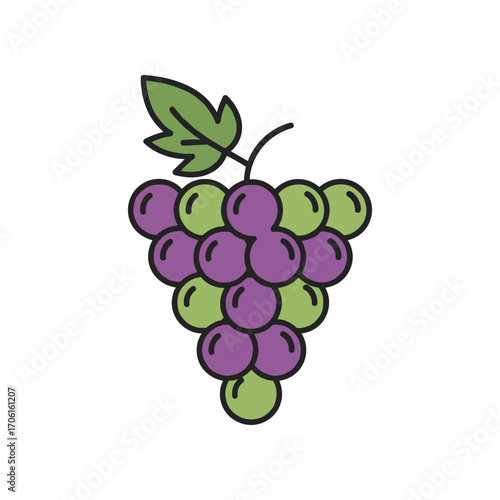 A vibrant bunch of green and purple grapes hanging from a vine against a white background