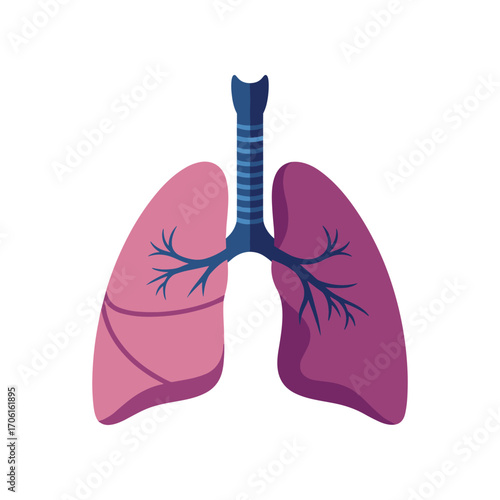Anatomical illustration of human lungs showcasing detailed bronchi and lobes in vibrant colors