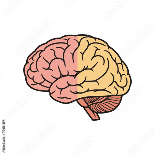 Anatomical illustration of a human brain showcasing both hemispheres in vibrant colors