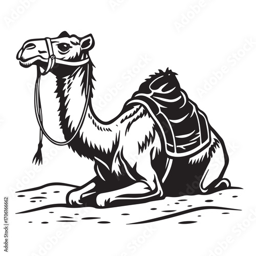 A black and white illustration of a dromedary camel sitting on sand, with a saddle and bridle
