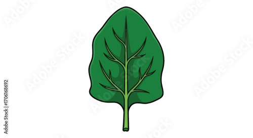 A simple vector illustration of a single green spinach leaf.
