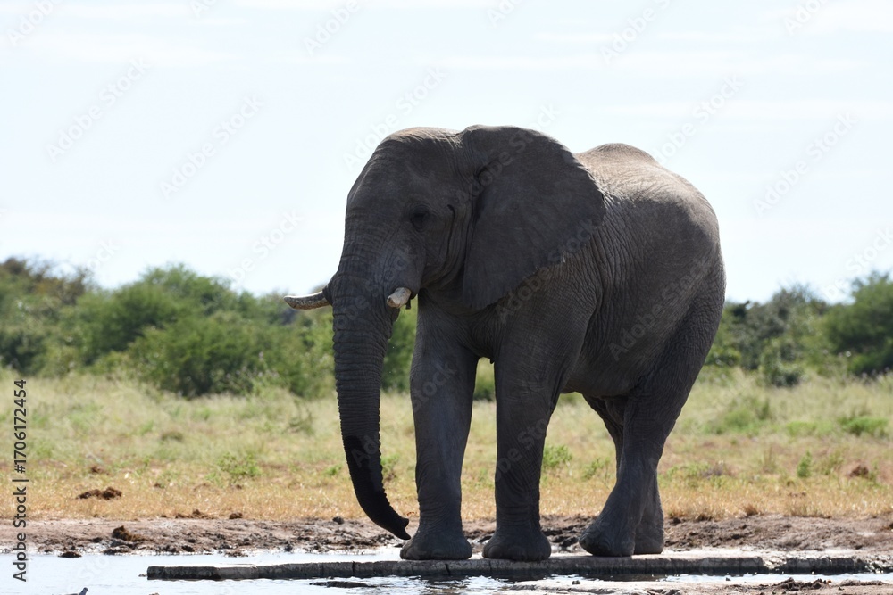 Obraz premium Elefantenbulle (loxodonta africana) am Wasserloch Tsumcor im Etoscha Nationalpark