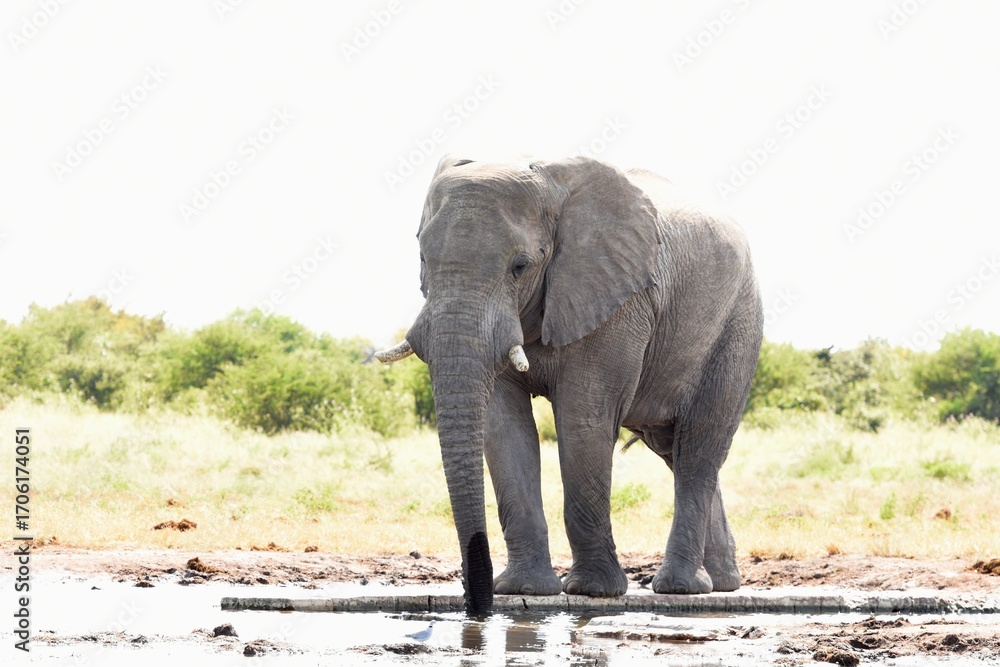 Obraz premium Elefantenbulle (loxodonta africana) am Wasserloch Tsumcor im Etoscha Nationalpark