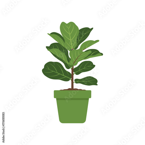 A vibrant green fiddle leaf fig plant in a simple green pot, showcasing lush leaves against a white background, ideal for home decor