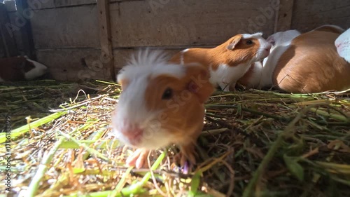 Guinea pig farm, field cages
