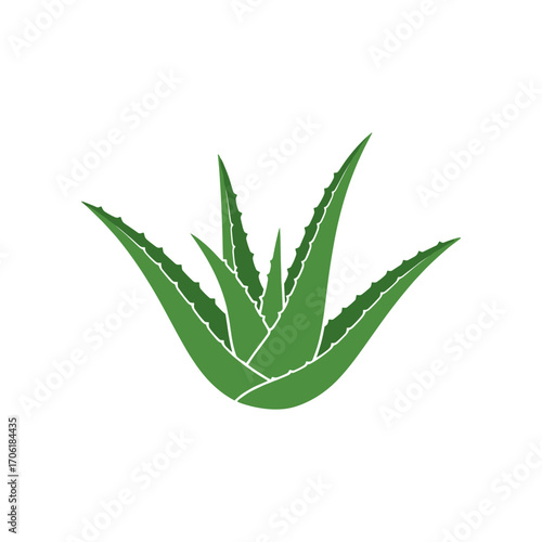Green aloe vera plant with elongated leaves, showcasing its natural beauty against a white background