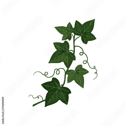 Lush green ivy vine with intricate leaves and curling tendrils against a clean white background