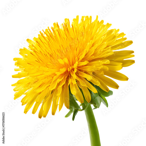 Bright yellow dandelion flower with green stem isolated on white background.  