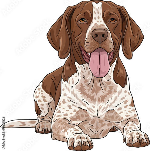 Braque du Bourbonnais dog lying down resting panting illustration