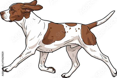Braque du Bourbonnais dog walking side view vector illustration