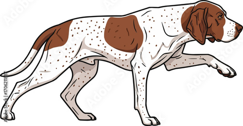 Braque du Bourbonnais dog standing in pointing stance illustration