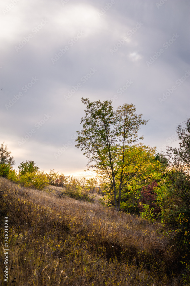 Fototapeta premium Lone autumn tree on a grassy hillside under cloudy sky