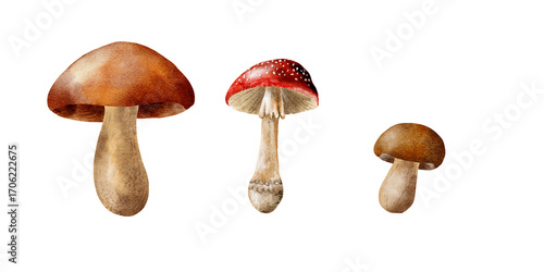 Photos Watercolor autumn forest design with white mushrooms and red fly agaric fungi bo