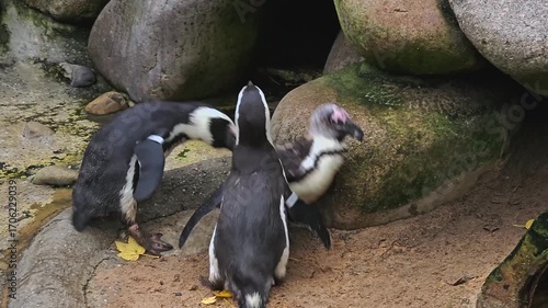 Close up of Humboldt or Jackass penguins standing around and interacting