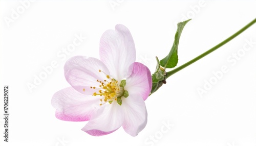 pink flower isolated on white