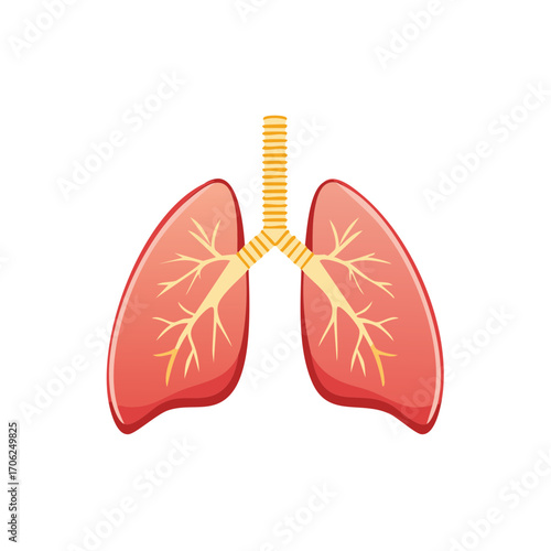 Stylized human lungs and trachea anatomical illustration with branching bronchi