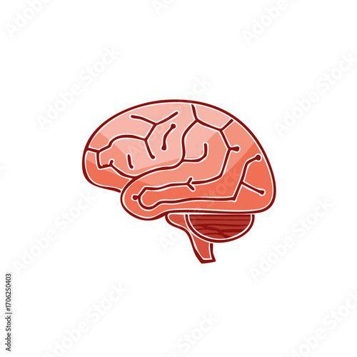 Human Brain Anatomy Side View Cartoon Illustration, Medical Science and Health