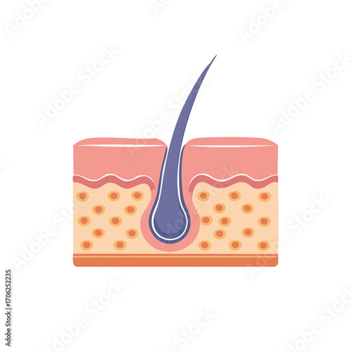 Anatomical diagram of human skin layers with hair follicle, healthcare concept.