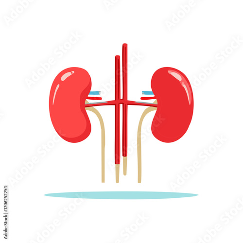 Medical illustration of human kidney, diagram in a colorful, flat style with shadow.