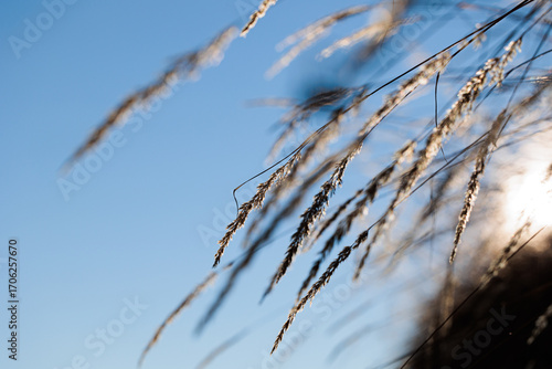 vista macro di steli dorati di piante erbacee selvatiche, in un campo in un ambiente naturale, di giorno, in autunno