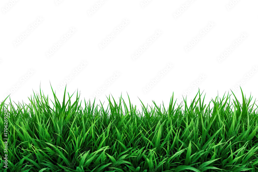 Fototapeta premium Fresh green grass from a lush meadow, isolated on a white background, perfect for spring and summer themes