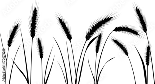 Wheat grain agriculture harvest growth field plant silhouette vector illustration