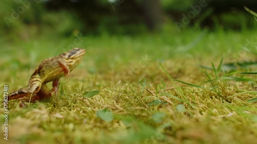 Slow Motion Frog Jumping Over Lush Vegetation In Daytime