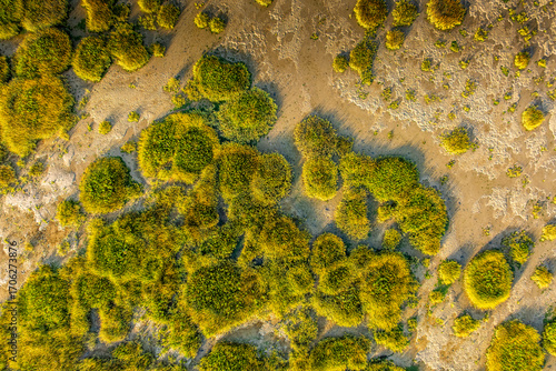 La progression de la spartine en Baie de Somme