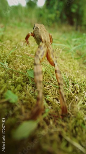 Frog Hopping On Lawn In Dramatic Slow Motion