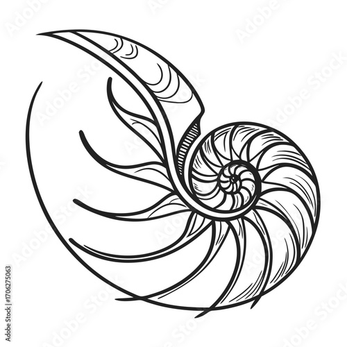 Illustration of a nautilus shell, showing its intricate spiral structure and internal chambers.