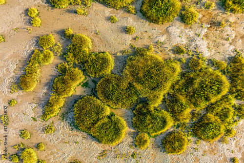 La progression de la spartine en Baie de Somme