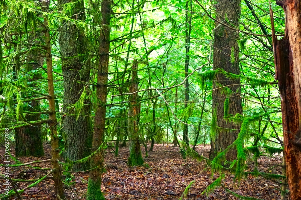 Obraz premium green forest with moss during the day