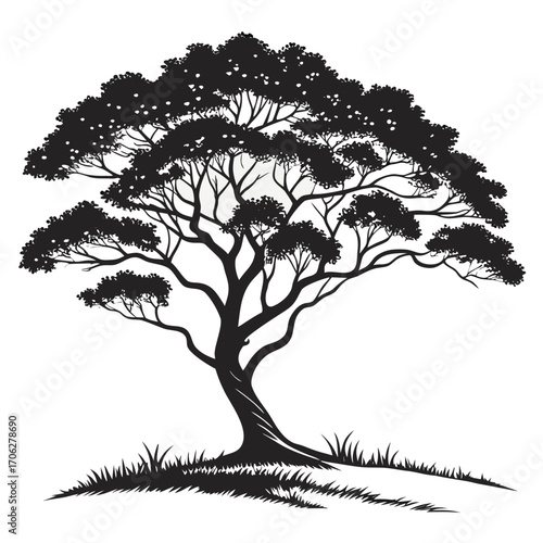 Silhouette of a majestic sprawling acacia tree with intricate branches and lush foliage standing tall on a grassy hill against a clean white background