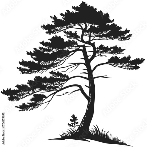 Striking black silhouette of a mature pine tree with its distinctive branches reaching outwards against a clean white background evoking nature and simplicity