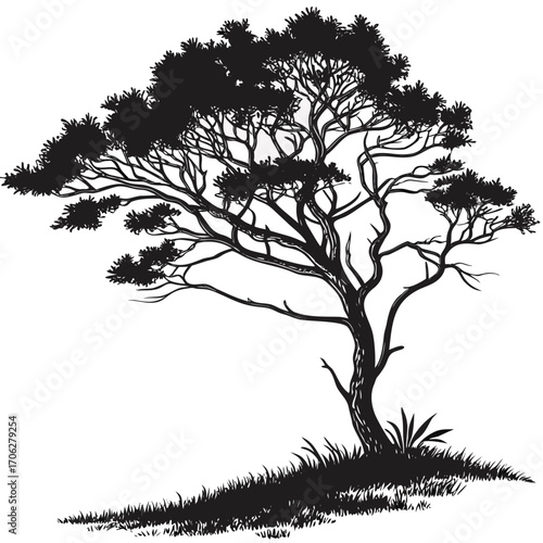 Silhouette of a solitary windswept acacia tree with intricate branches and lush foliage standing tall on a grassy incline against a pure white background
