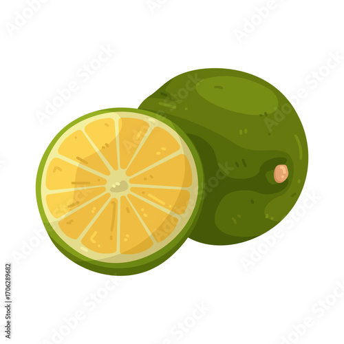 Illustration of Fresh Calamansi Fruit
