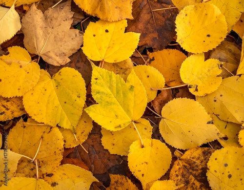 Autumn leaves covering ground
