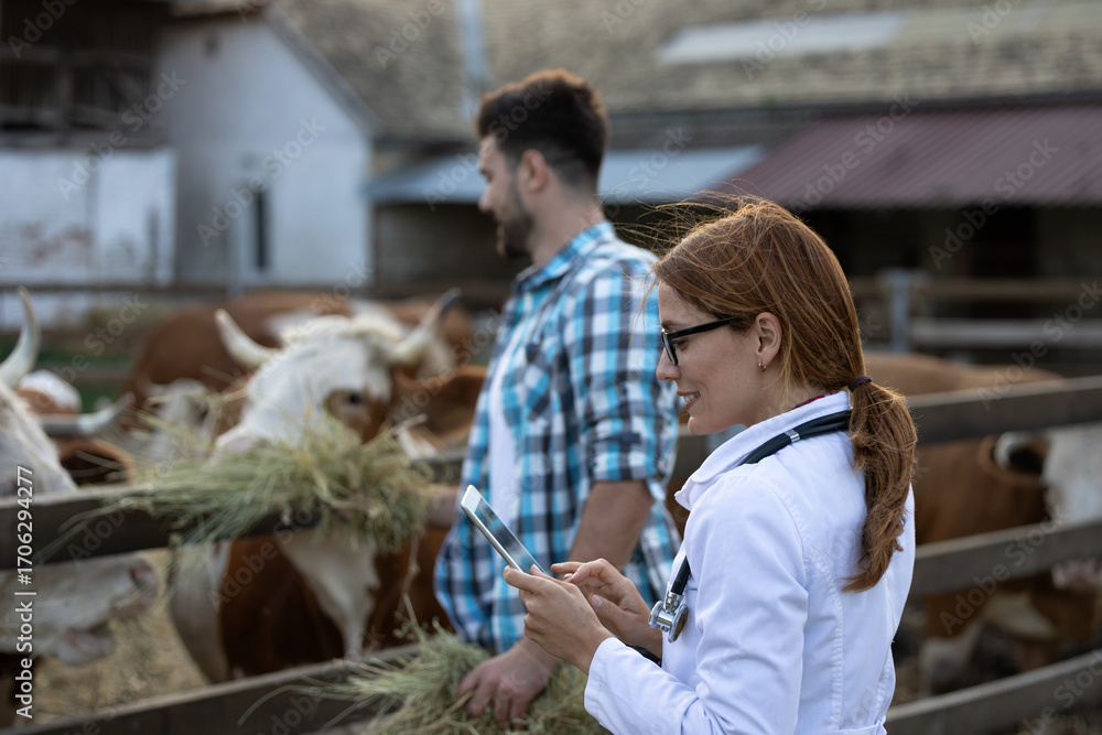 Naklejka premium Veterinarian preparing for health exam while man feeds cows