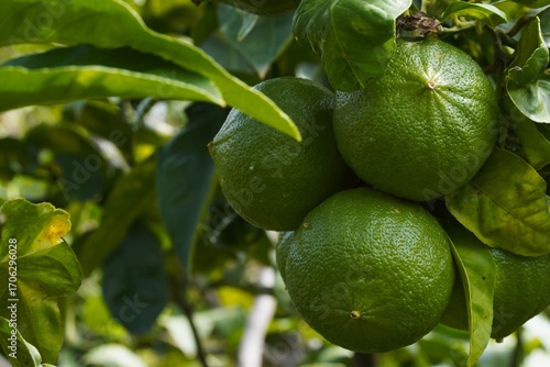 Wallpaper Mural Fresh green bergamot fruits growing on tree. Close-up of unripe citrus surrounded by lush green leaves in natural sunlight. Torontodigital.ca