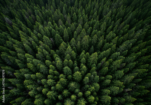 serene forest landscape captured from high altitude showing uniform green treetops