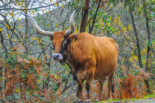 Cows grazing in the field